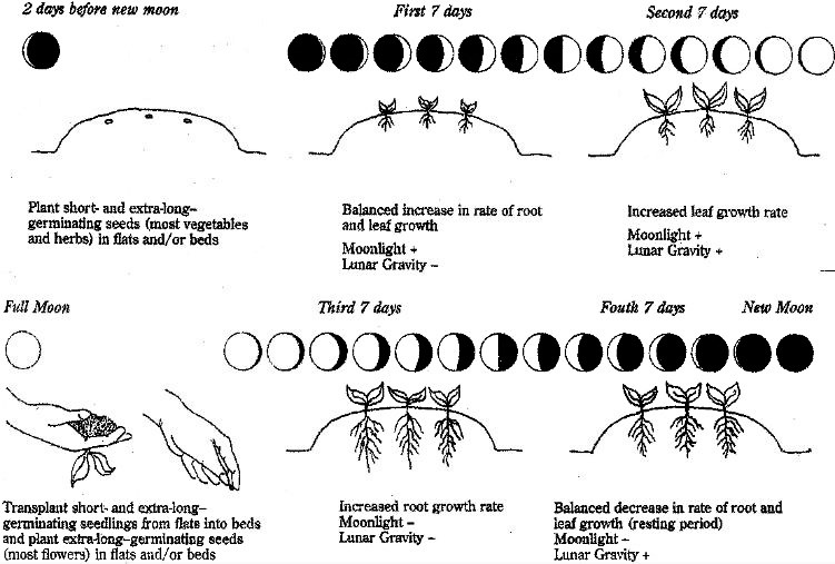 Design featuring moon phases and corresponding planting periods, providing celestial guidance for optimal gardening practices.