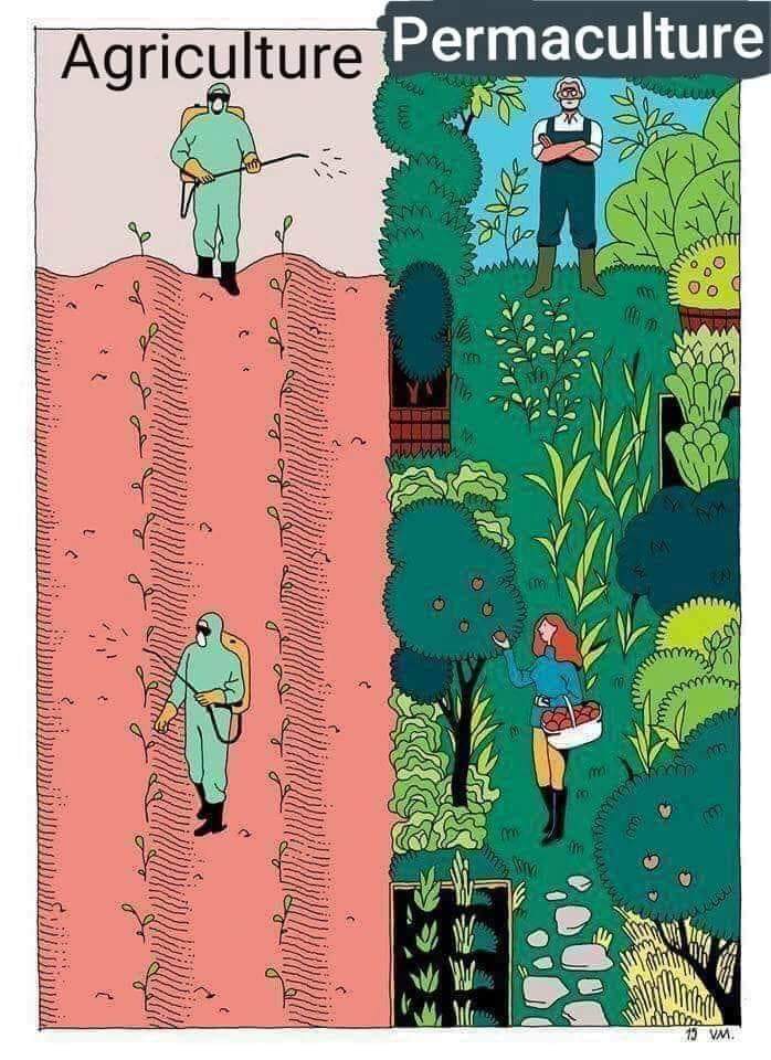 Side-by-side design illustrating the contrast between pesticide monoculture and permaculture, showcasing the environmental impact and regenerative potential.